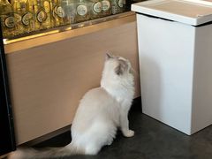 -瞄一喵猫咖(格力海岸店)