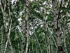 -乌兰布统景区-白桦林