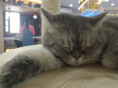 -喵园·猫主题咖啡厅·撸猫·猫咖(国贸店)