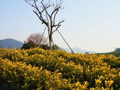-白茶原·一片叶子