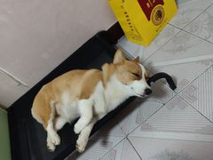 -宠福鑫康馨动物医院·骨科·眼科