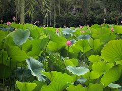 -莲湖公园