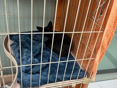 -嘉馨宠物医院·CT影像转诊·心脏科·犬猫全科诊疗中心(下沙大学城院区)