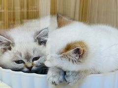 -屋虎猫馆(宝安大仟里店)