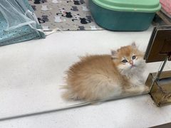 -糯米喵星人总部直营旗舰店·猫舍·幼猫出售