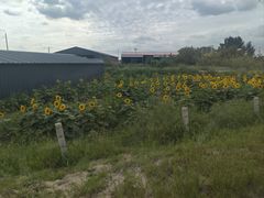 -库伦旗银沙湾旅游景区