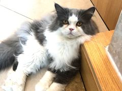 -Catmate·猫肥家润(金润铂宫店)