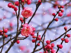 -梅花山(明孝陵内)