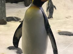 -悉尼海洋生物水族馆