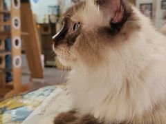 -平行世界·猫咖(首经贸店)