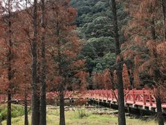 -广州市石门国家森林公园
