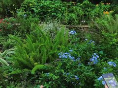 -深圳市中科院仙湖植物园