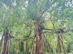 -中国科学院西双版纳热带植物园