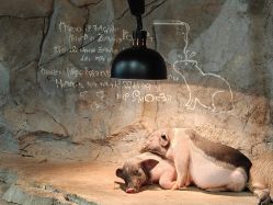 -Zoolung Zoolung动物主题公园(海信广场店)