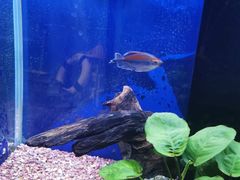 -沙沙哗啦海洋馆(华宇百花谷店)