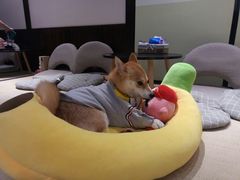 -逗柴咖啡屋·狗咖猫咖宠物桌游