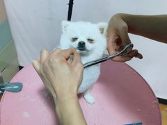-宠匠·爱宠堡 PET CASTLE