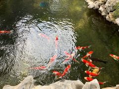 -鲤院·新中式美学·庭院餐厅(夫子庙店)