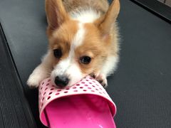 -翊宠yipet猫狗购宠庄园犬舍•猫舍