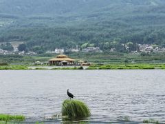 -腾冲北海湿地