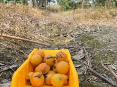 -塘栖枇杷特色园区