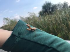 -羊亭河湿地公园