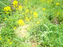 -武汉紫薇都市田园