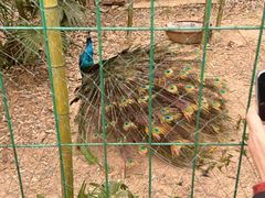 -镇江市南山风景名胜区竹林景区