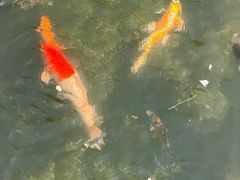 -观唐（国际）度假村温泉