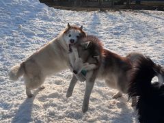 -宠乐会宠物乐园