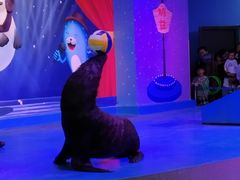 -芜湖新华联大白鲸海洋公园