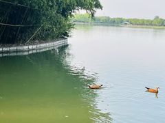 -洛阳市隋唐城遗址植物园