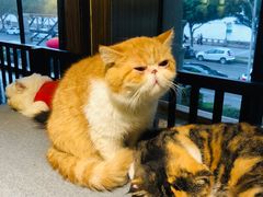 -more than meow吴止猫主题餐厅(承德 中船汇店)