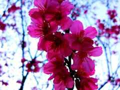 樱花-广州珠江公园