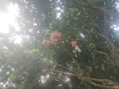 -东郊椰林