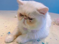 -怪兽屋·羊驼·猫咖·狗咖(俊华广场店)