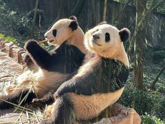 -中国大熊猫保护研究中心雅安碧峰峡基地