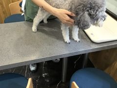 -宠颐生斯嘉宠物医院·急重症·心内科(谷阳北路分院)