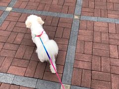 -栢特佳宠宠物医院