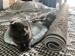 -伟伟宠物医院·瑞派猫友好医院·猫科(光谷店)