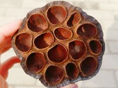 -野鸭湖国家湿地公园