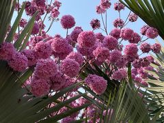 -曼听御花园