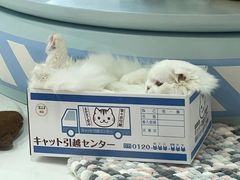 -CoCo都可(湖滨银泰店B区店)