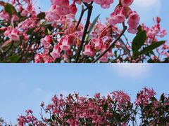 -梧桐山风景名胜区