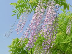 -嘉定紫藤园