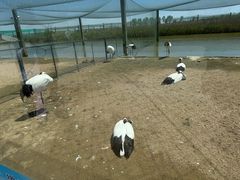 -盐城丹顶鹤湿地生态旅游区
