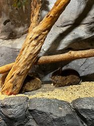 -Zoolung Zoolung动物主题公园(海信广场店)