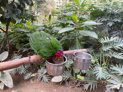 -南宫五洲植物乐园