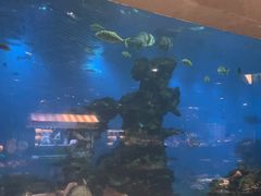 -海棠湾洲际-涛·海底餐厅·美人鱼·自助餐·海底隧道