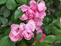 -广富林郊野公园